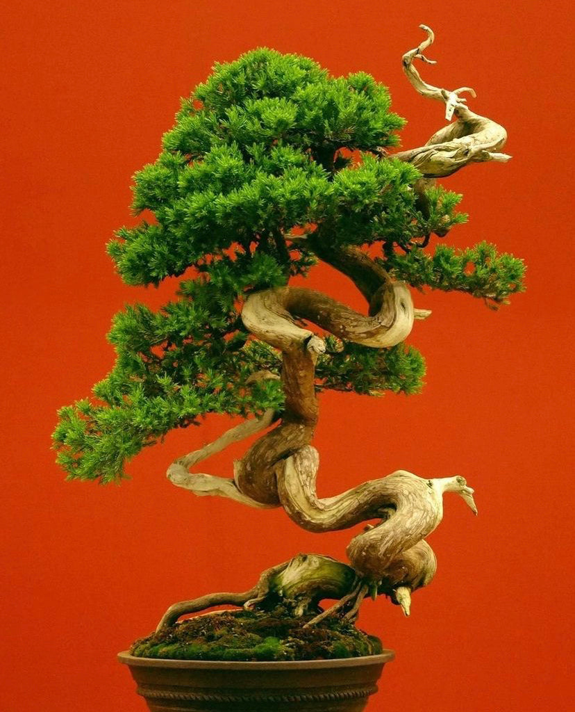 The Perplexing Art of Bonsai Trees