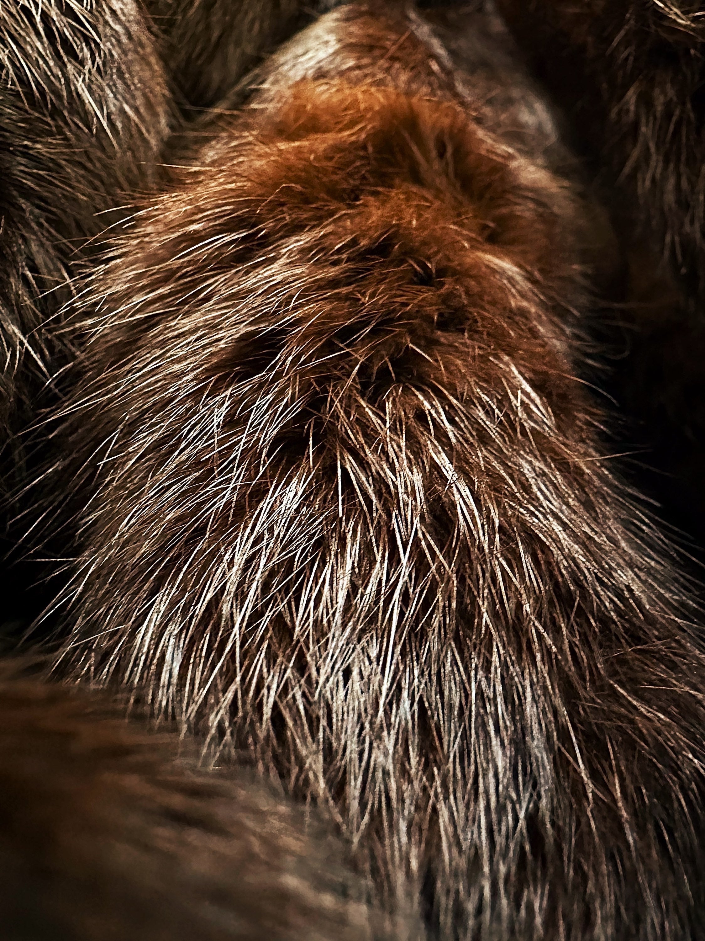 AW99 Gucci by Tom Ford ‘Pellica Fur’ Brown Lined Jacket