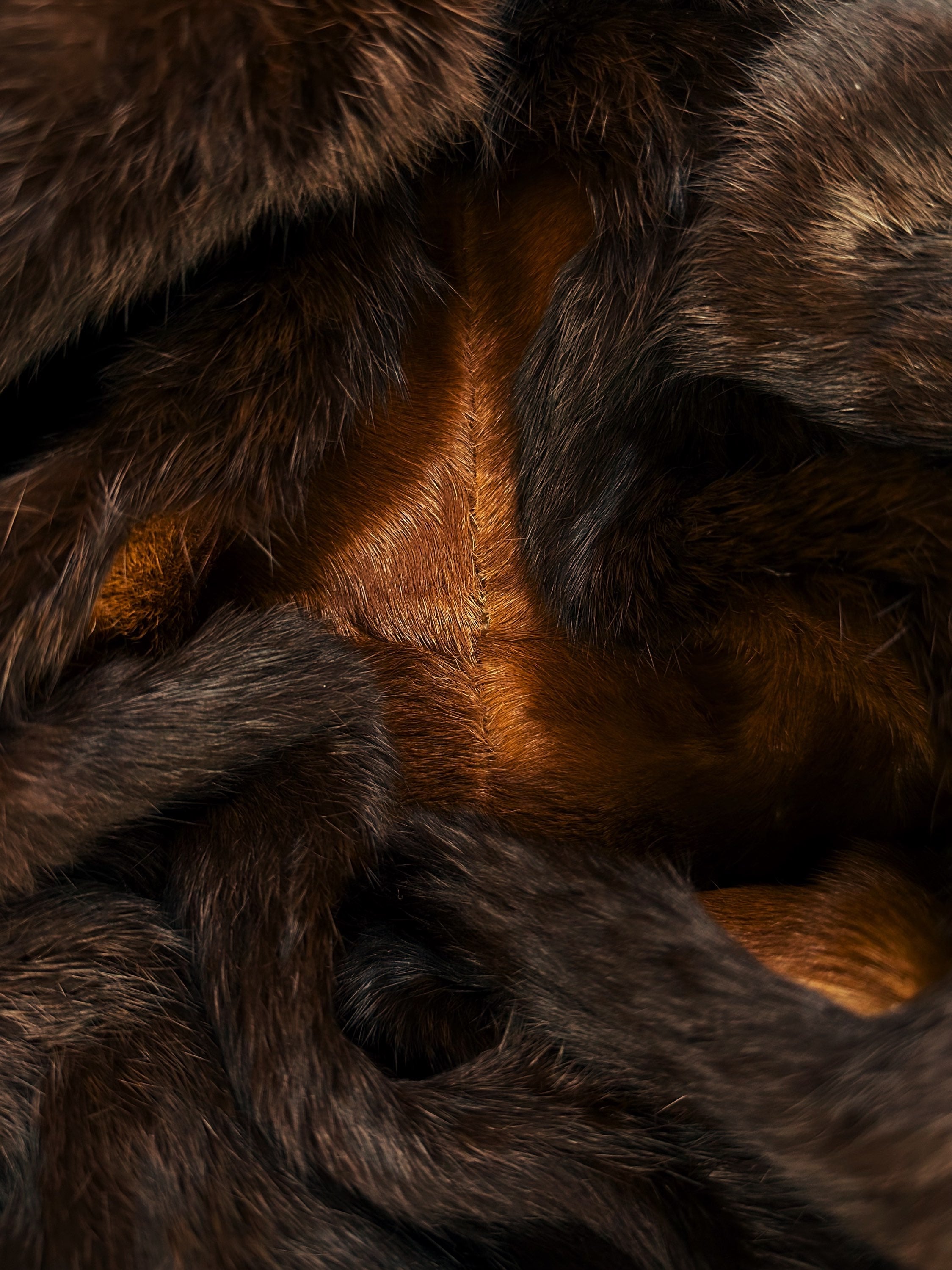 AW99 Gucci by Tom Ford ‘Pellica Fur’ Brown Lined Jacket